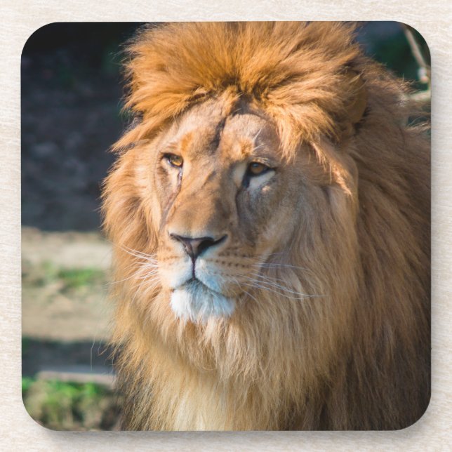 Lion 013 beverage coaster (Front)