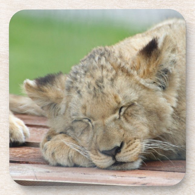 Lion 014 beverage coaster (Front)