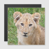 Lion 016 (Front/Back)