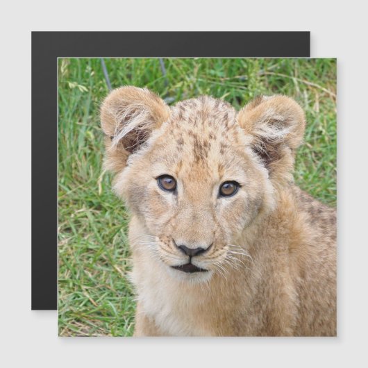 Lion 016 (Front/Back)