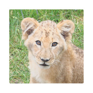 Lion 016 metal print