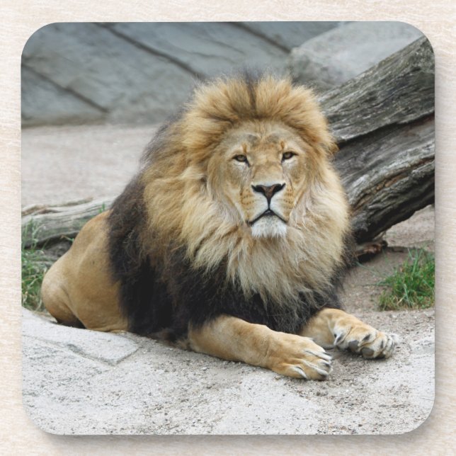 Lion 020 beverage coaster (Front)
