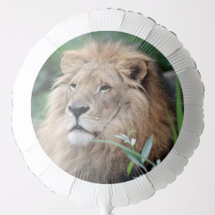 Lion 021 balloon