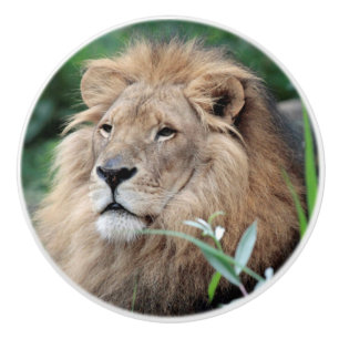 Lion 021 ceramic knob
