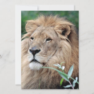 Lion 021 holiday card