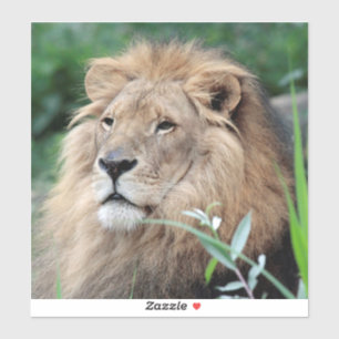 Lion 021 sticker