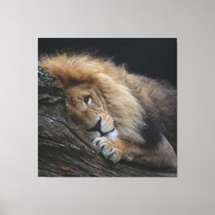 Lion 030 canvas print