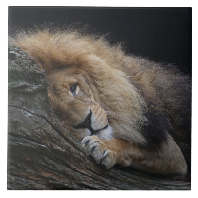 Lion 030 ceramic tile (Front)