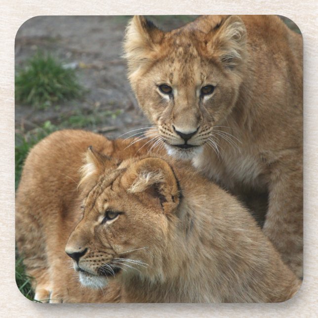 Lion 033 beverage coaster (Front)
