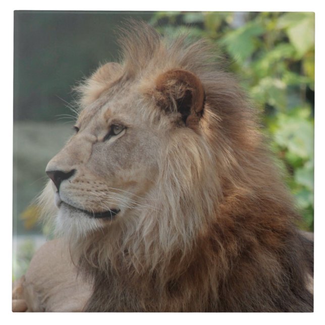 Lion 035 ceramic tile (Front)