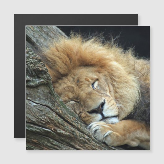 Lion 036 (Front/Back)