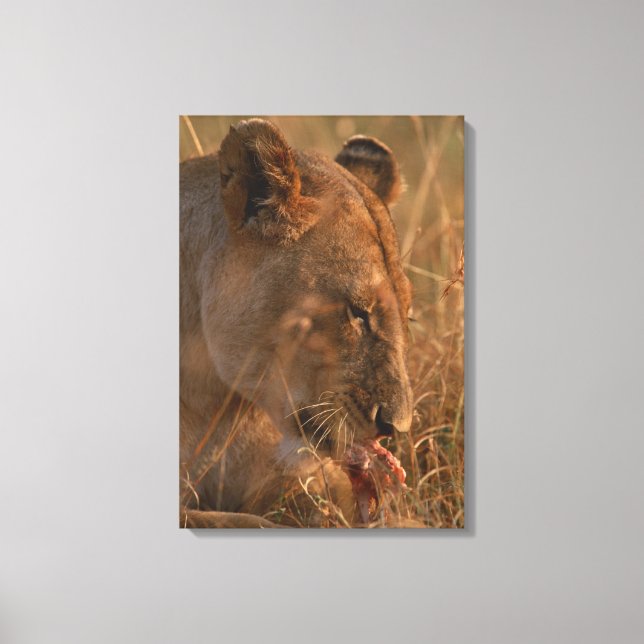 Lion 12 canvas print (Front)