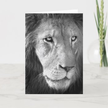Lion #1-greeting Card by rgkphoto at Zazzle