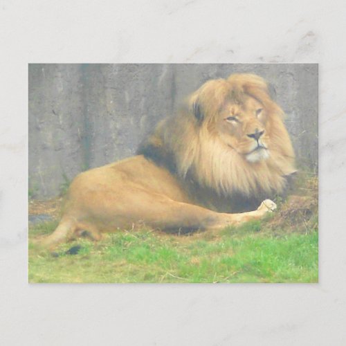 Lion 1 Postcard