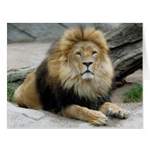 Lion 2014-1001 (Front Horizontal)