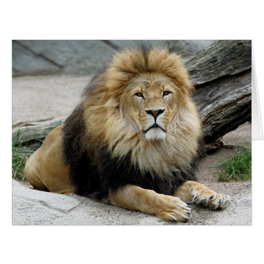 Lion 2014-1001 cards (Front Horizontal)