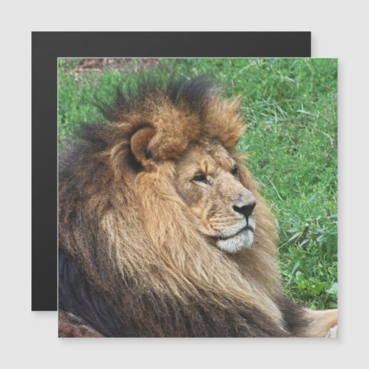Lion_2015_0701 (Front/Back)