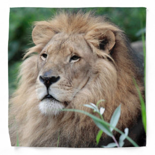 Lion_2015_0801 Bandana