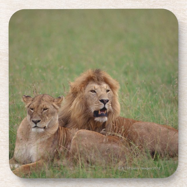 Lion 2 beverage coaster (Front)