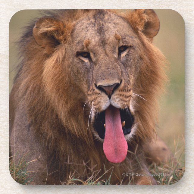 Lion 2 drink coaster (Front)