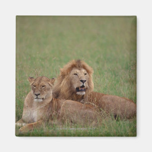 Lion 2 magnet