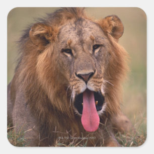Lion 2 square sticker