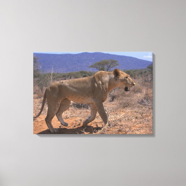 Lion 3 canvas print (Front)