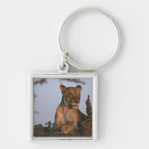 Lion 4 keychain