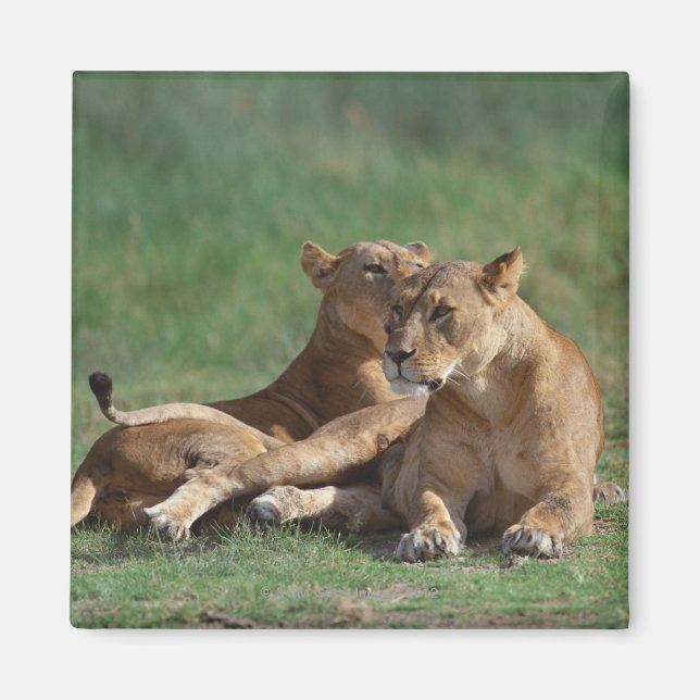 Lion 5 magnet (Front)