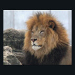 Lion 6880 photo print<br><div class="desc">The lion (Panthera leo) is the second-largest living cat after the tiger. It is listed as Vulnerable on the IUCN Red List, as populations in African range countries have declined.</div>