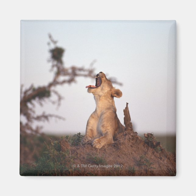 Lion 7 magnet (Front)