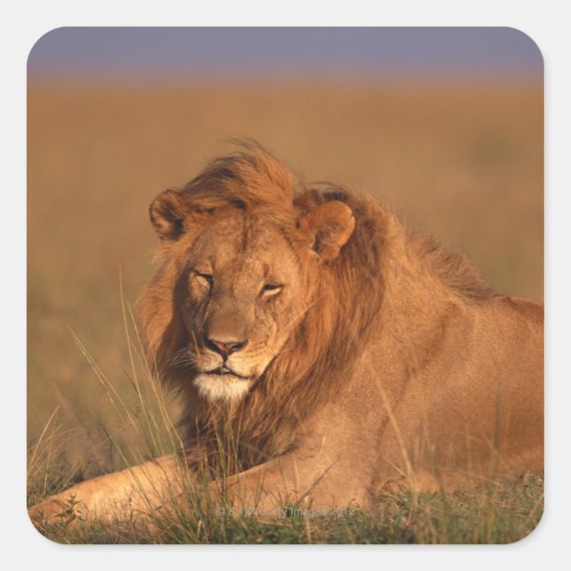 Lion 8 square sticker (Front)