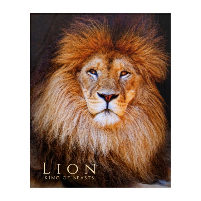 Lion [Acrylic Wall Art] Acrylic Print (Front)