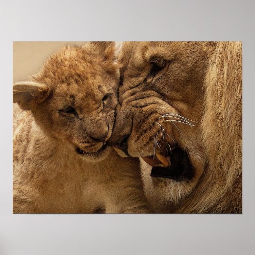 Lion and Cub Closeup Poster