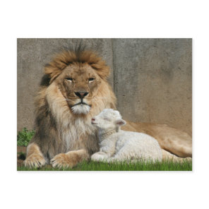 Lion and lamb Christmas Holiday Postcard
