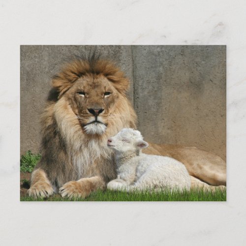 Lion and lamb Christmas Holiday Postcard