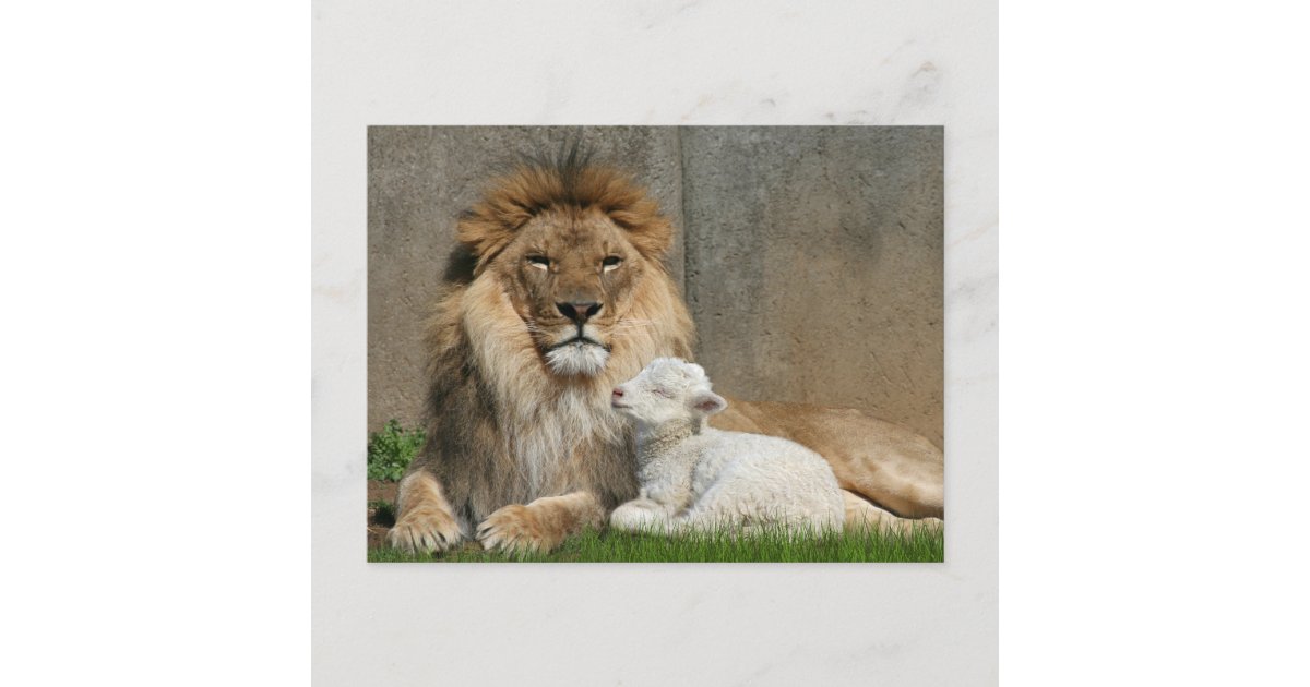 Lion and lamb Christmas Holiday Postcard Zazzle