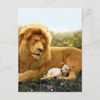 Lion and Lamb Postcard
