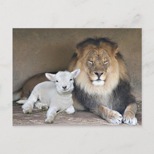 Lion and Lamb Postcard