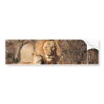 Lion and Lion Cub Bumper Sticker