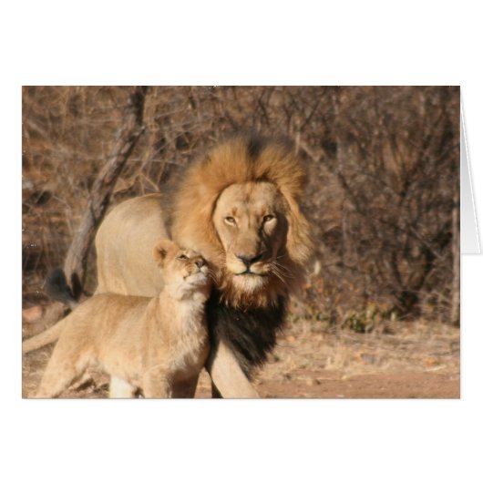 Lion and Lion Cub Card (Front Horizontal)