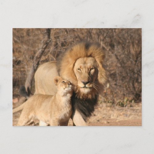 Lion and Lion Cub Postcard