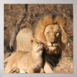 Lion and Lion Cub Print