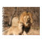 Lion and Lion Cub Print
