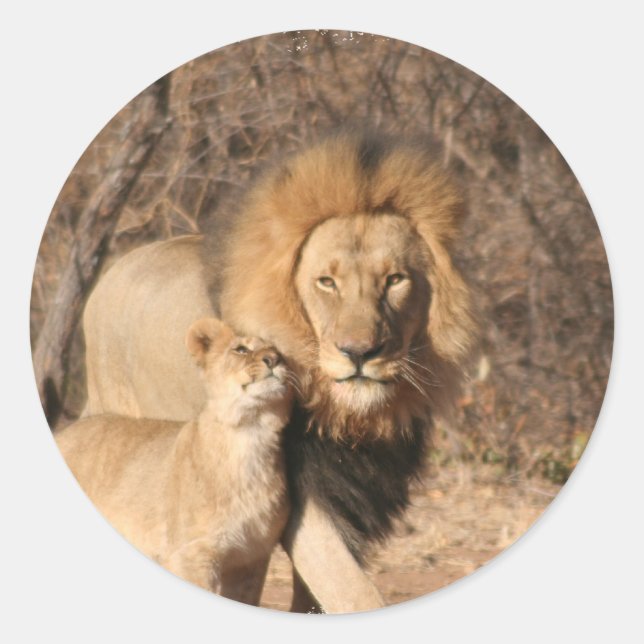 Lion and Lion Cub Sticker (Front)