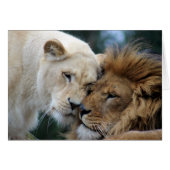Lion and Lioness (Front Horizontal)
