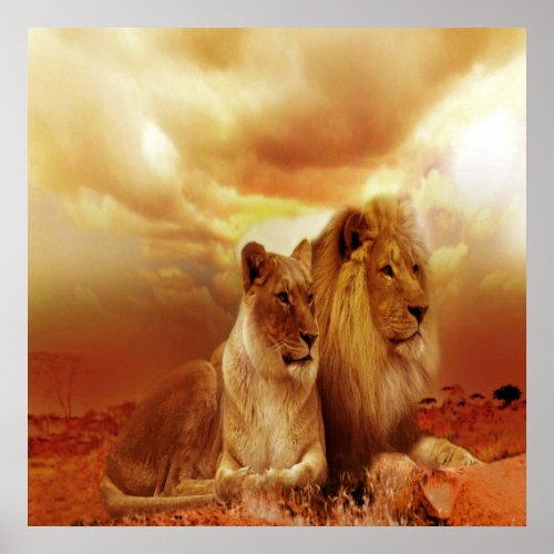 Lion and Lioness 24 x 24 Value Poster Paper