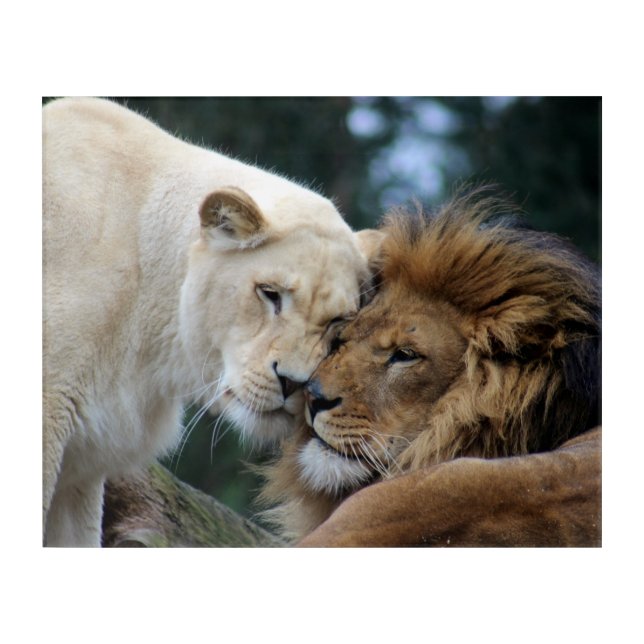 Lion and Lioness Acrylic Print (Front)