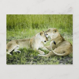 Lion and lioness, Africa 2 Postcard