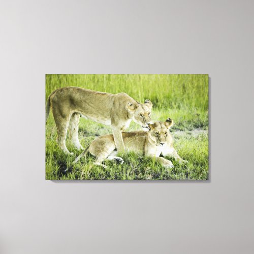 Lion and lioness Africa Canvas Print